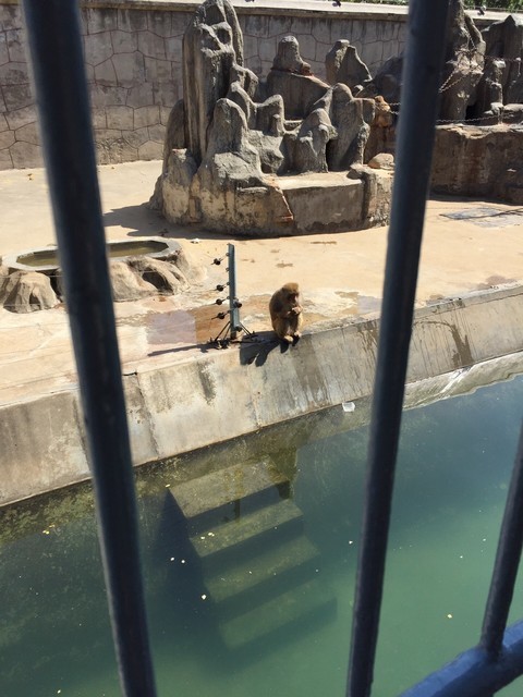 商丘市人民公園-動物園圖片