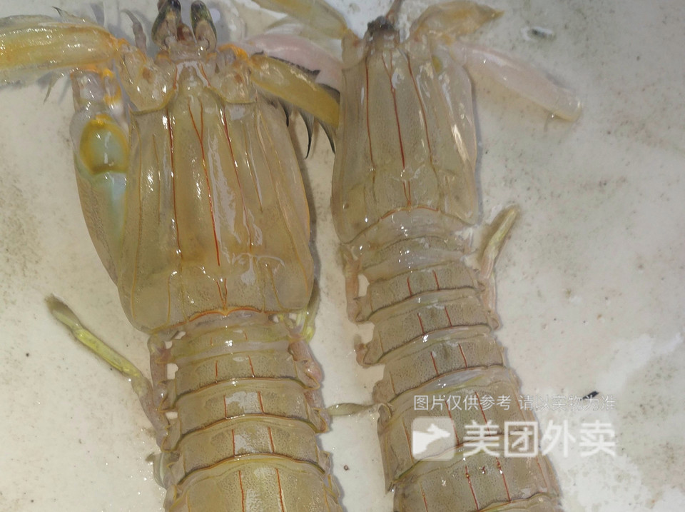 虾蛄图片