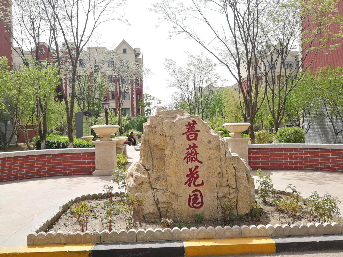 保利·蔷薇图片