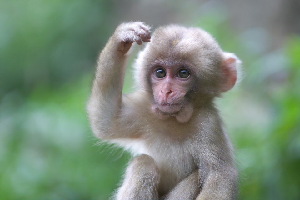 羊山野生动物园图片