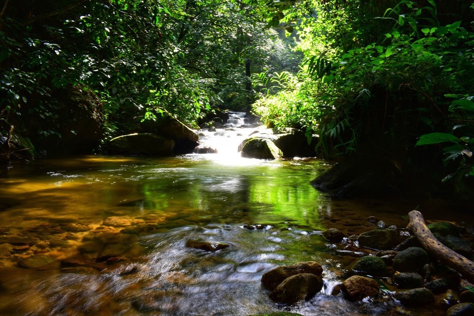 九龙江国家森林公园图片