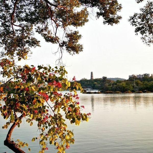 海顿生晴川历历汉阳树,芳草萋萋鹦鹉洲的画面,杭州西湖对于上海人来说