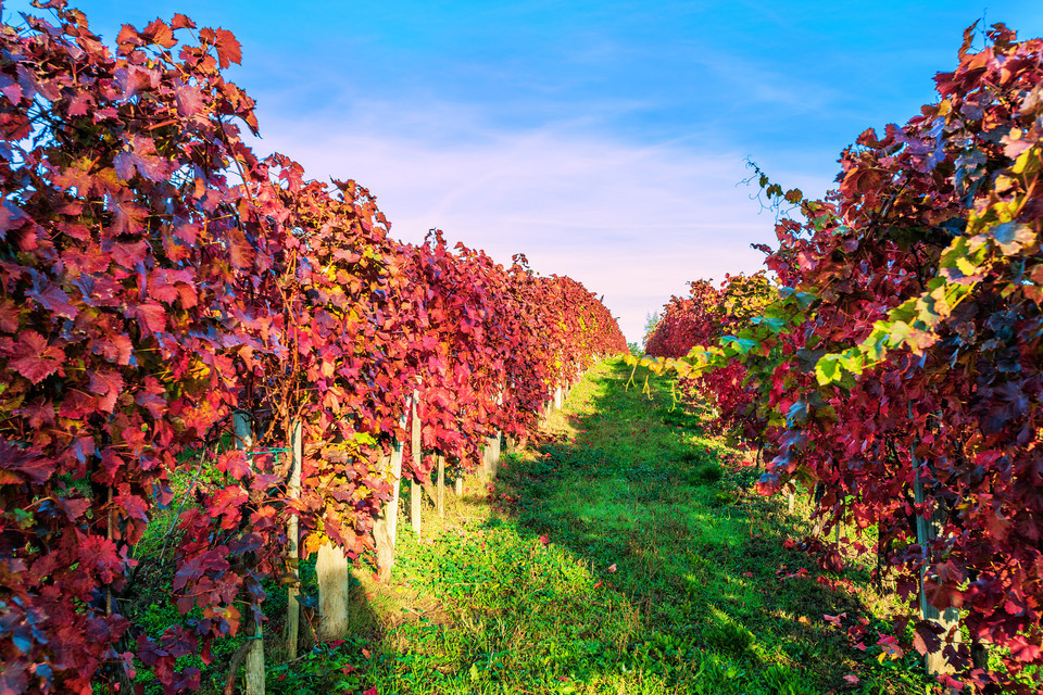 怎么走,在哪,在哪里,在哪儿):南阳市卧龙区七里园乡电话:玉皇庙地址