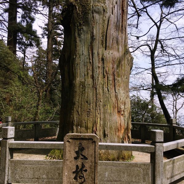 大树王景区