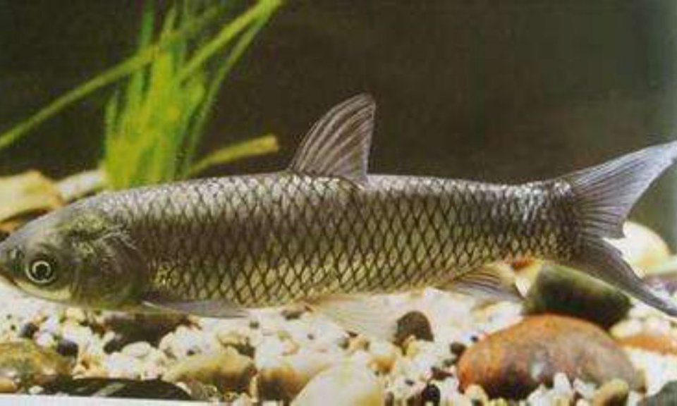 周维琼堕却清水鱼馆