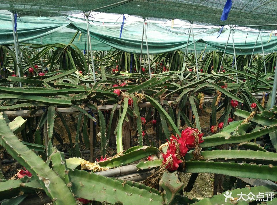 查看福源牛奶草莓采摘园(胡家湾农场)_360地图搜索结果列表