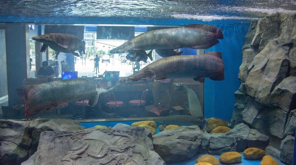 海洋公园视频游玩攻略 t01802a0f2408869ffa.jpg