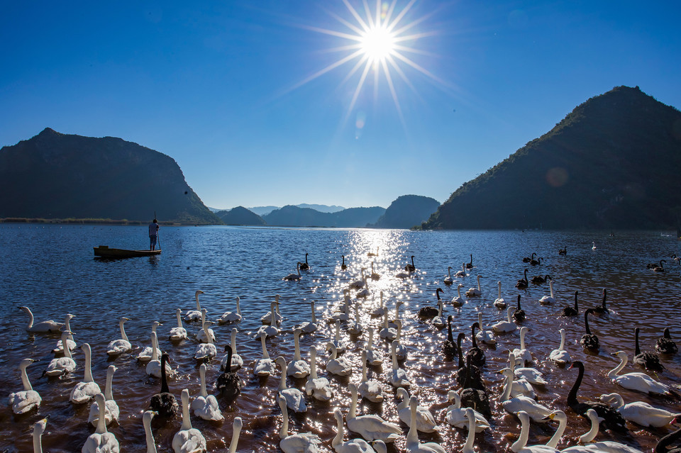 普者黑天鹅湖图片