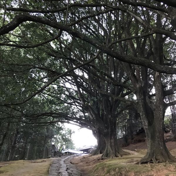 腾冲和顺景区千手观音古树群