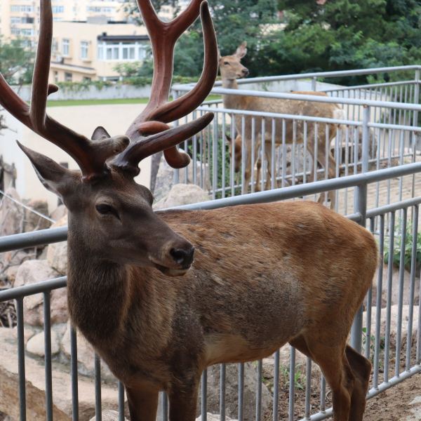 青島動物園