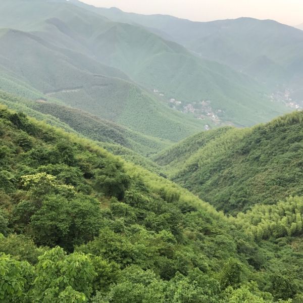 莫干山大坑景区图片图片