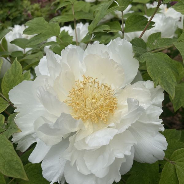 【国家牡丹园】国家牡丹园门票,国家牡丹园游玩攻略_360地图