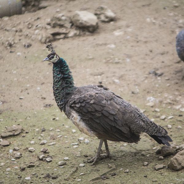 川東生態動物園