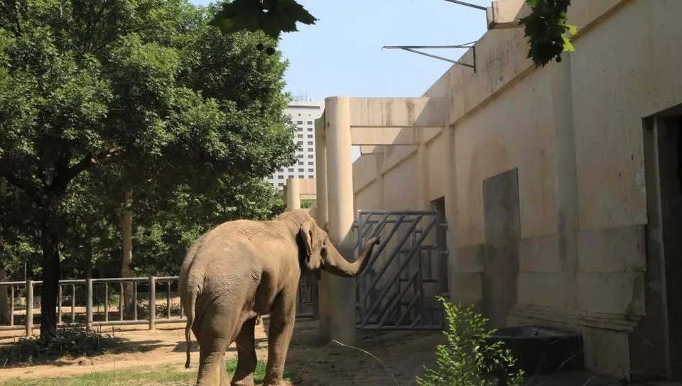 北京动物园象馆图片