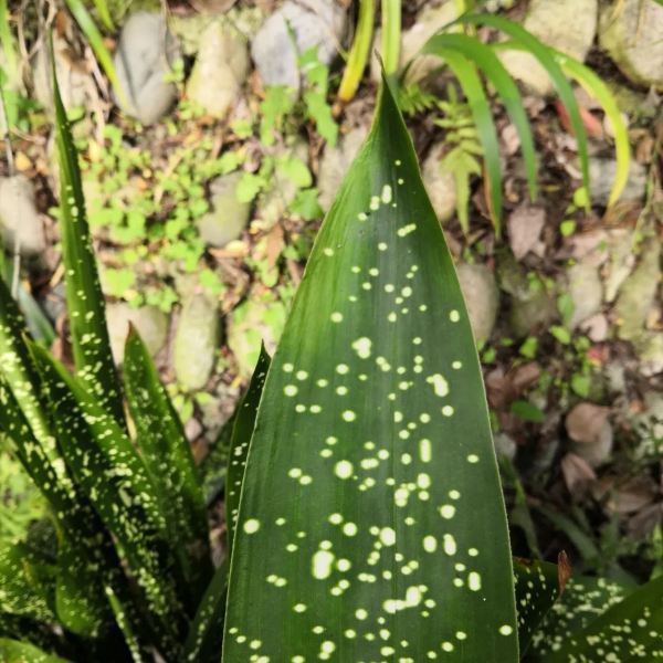 温江区田园绿道图片