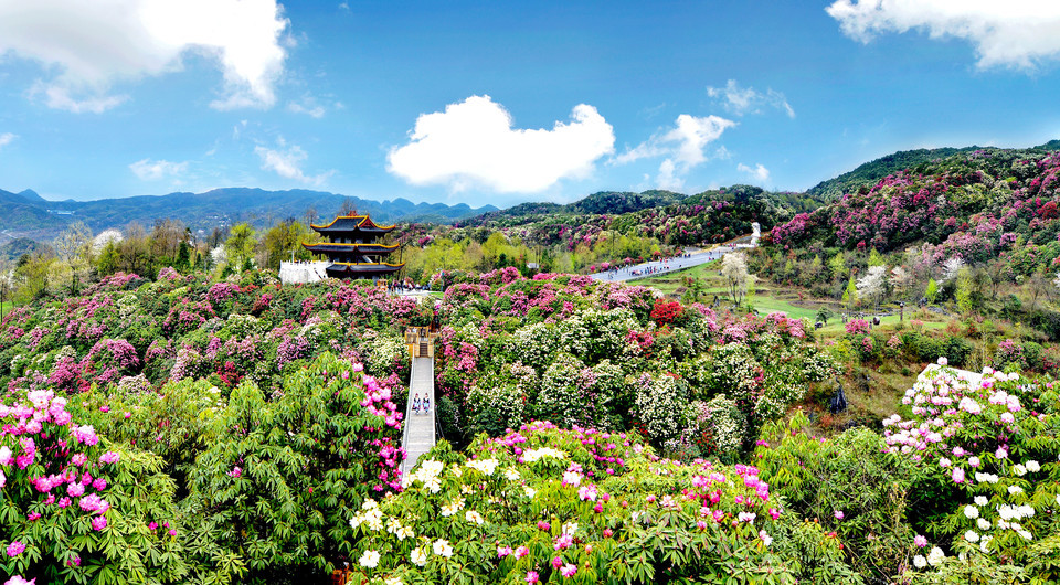 百里杜鹃风景名胜区图片