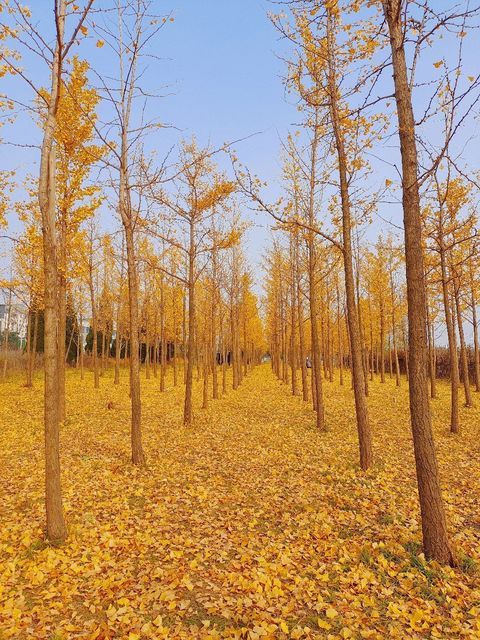 寿山公园地址(位置,怎么去,怎么走,在哪,在哪里,在哪儿):大连市甘井子