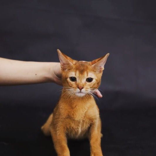 独角兽宠物图片