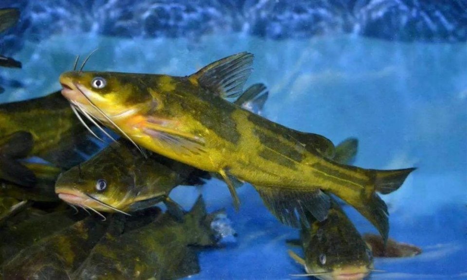 野生黄骨鱼图片