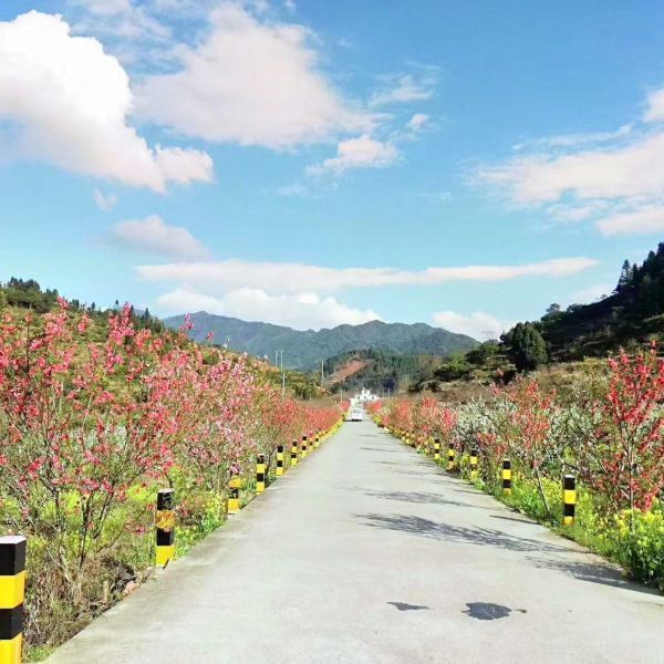 乐昌市九峰山景区图片