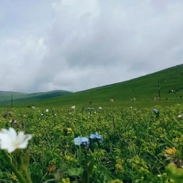 罗坑大草原旅游攻略图片