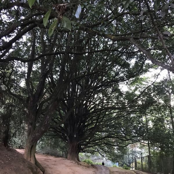 腾冲和顺景区千手观音古树群