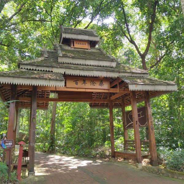 打洛独树成林风景区