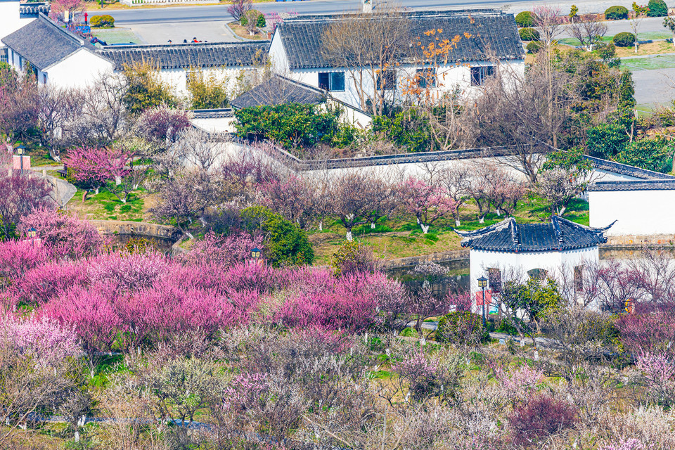 西山梅园图片