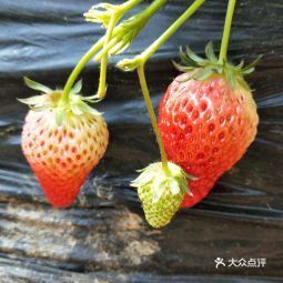 春香草莓采摘董志勇采摘园
