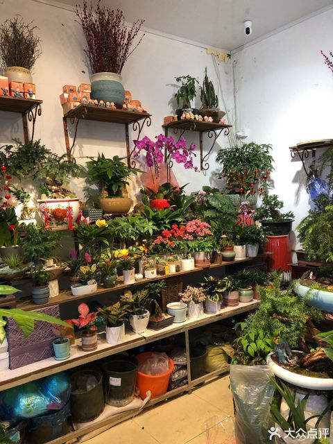 南汇花鸟市场图片