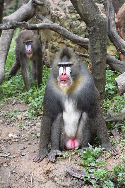 山魈地址(位置,怎么去,怎么走,在哪,在哪里,在哪儿):广州市番禺区大石