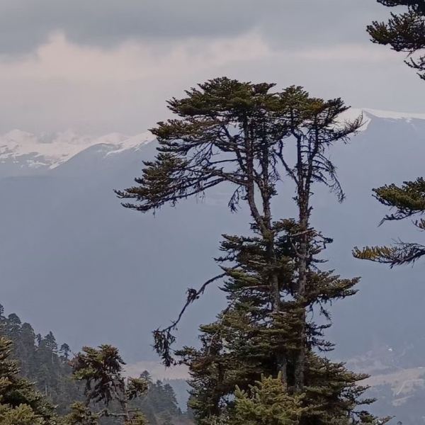 鲁朗花海牧场旅游区