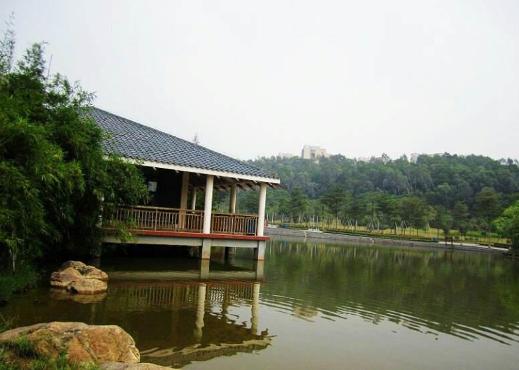 石岗松岗公园图片