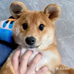 哈尼宠物洛阳东路