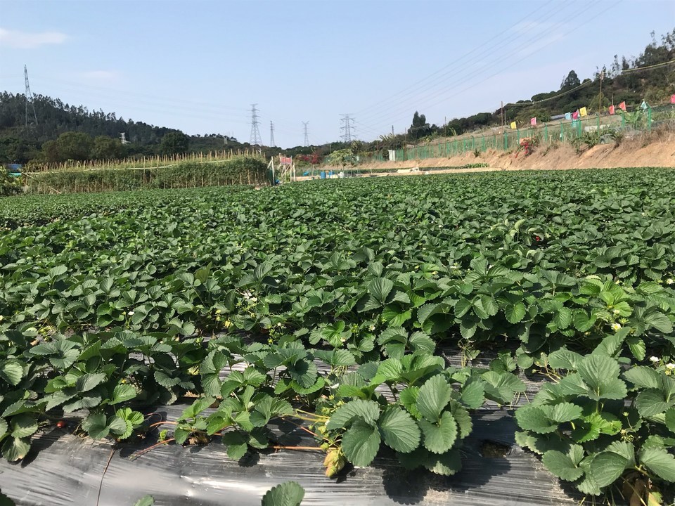 重庆北碚草莓采摘园图片