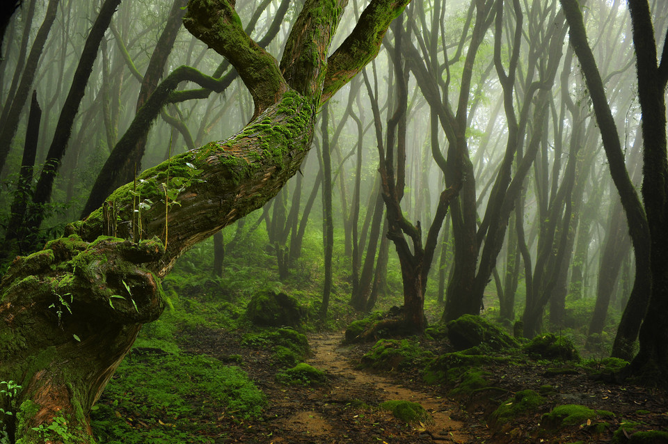 西瀑大森林图片