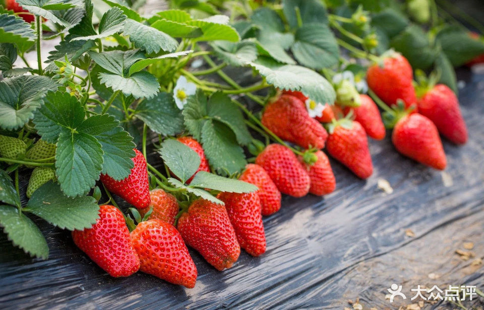 郑州西禾草莓采摘园图片
