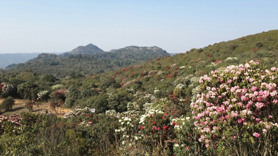 地址(在哪裡):菌子山景區位於曲靖市師宗縣五龍壯族鄉英武山風景區