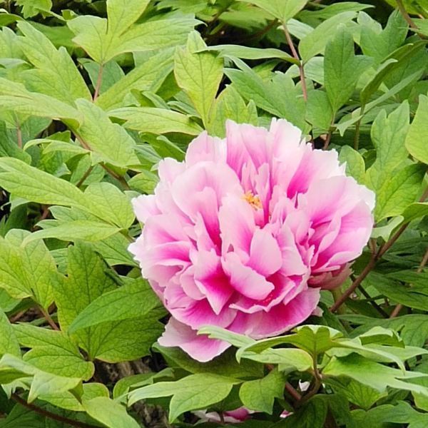 【国家牡丹园】国家牡丹园门票,国家牡丹园游玩攻略_360地图