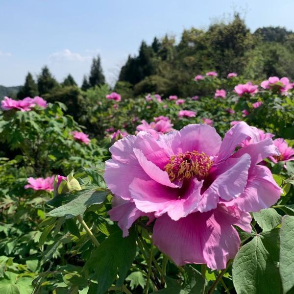 墊江最大最美牡丹花海果然名不虛傳,詩人白居易曾因看過華夏牡丹園的