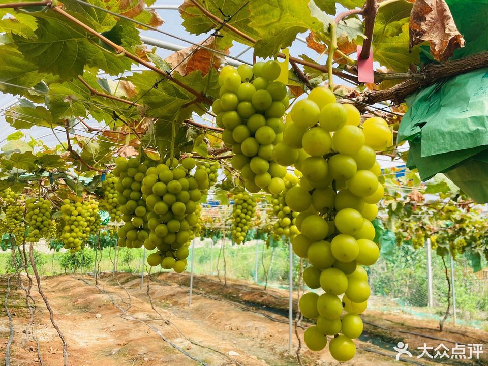 深圳凤凰山农家乐