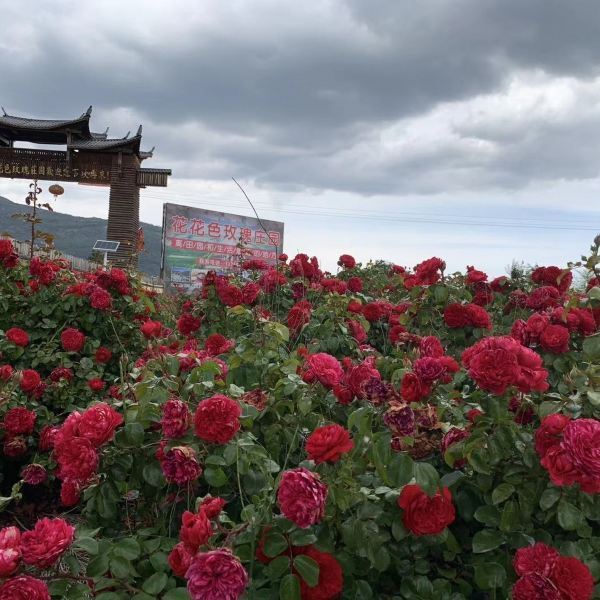 【拉市海花花色玫瑰庄园】拉市海花花色玫瑰庄园门票,拉市海花花色