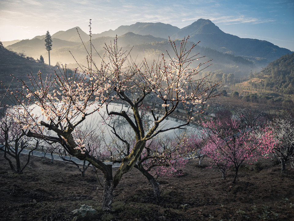 进化镇吉山梅园图片