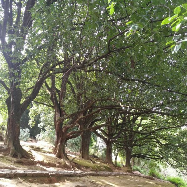 腾冲和顺景区千手观音古树群