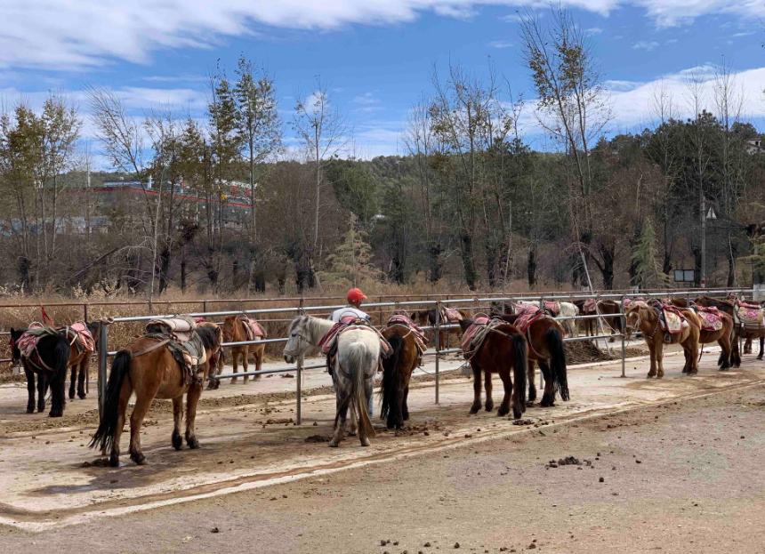 拉市海纳西古马场图片
