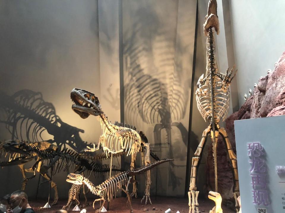北碚恐龙遗址图片