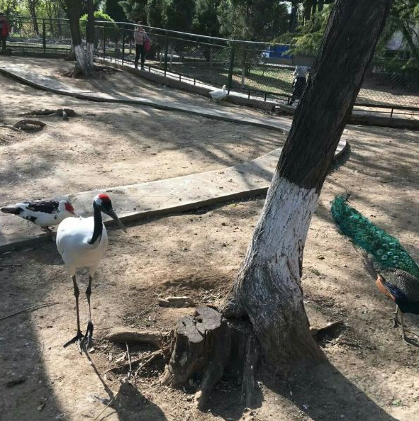 焦作森林動物園-百鳥苑圖片