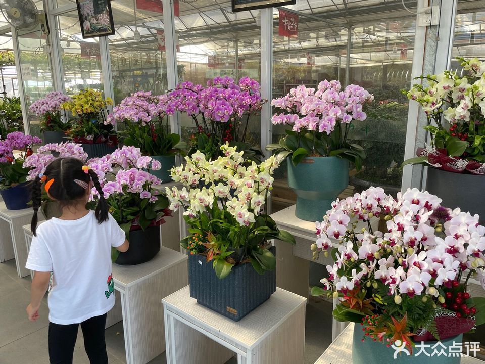 夏溪花木市场图片