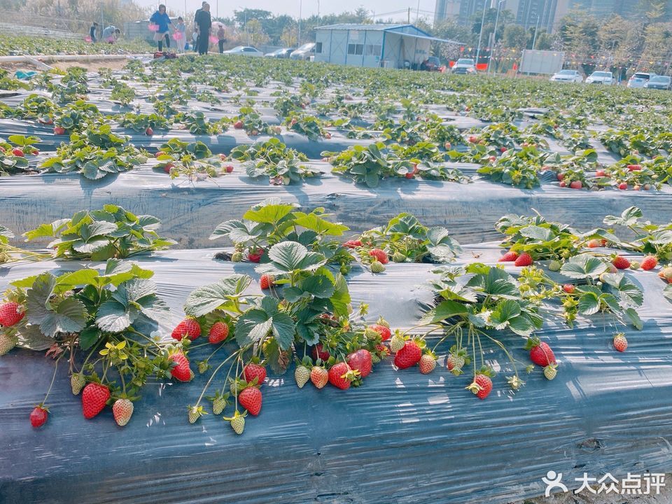 鸦鸿桥草莓采摘园图片