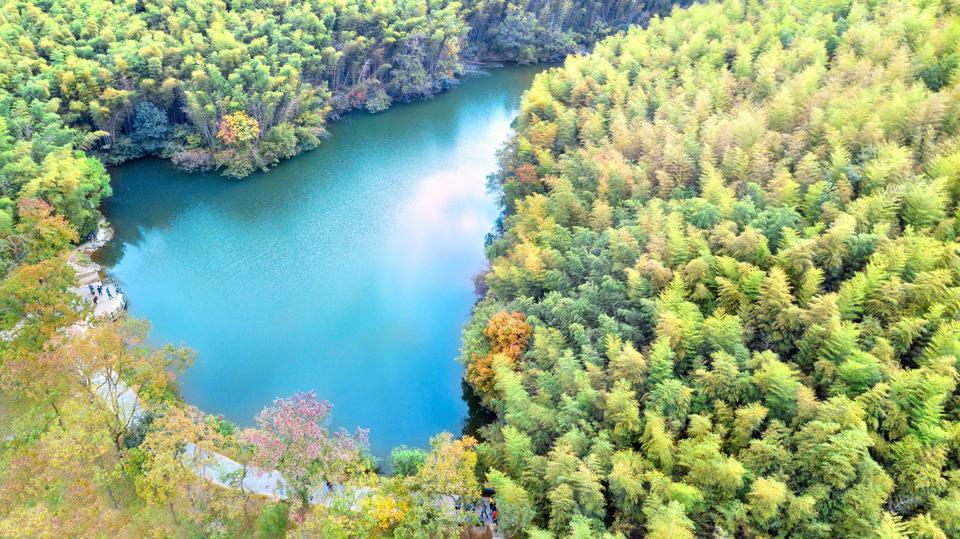 石塘竹海景區圖片